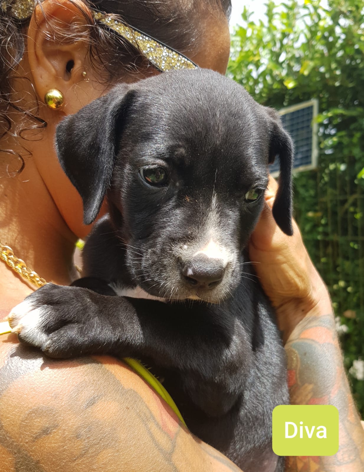Chiens à adopter